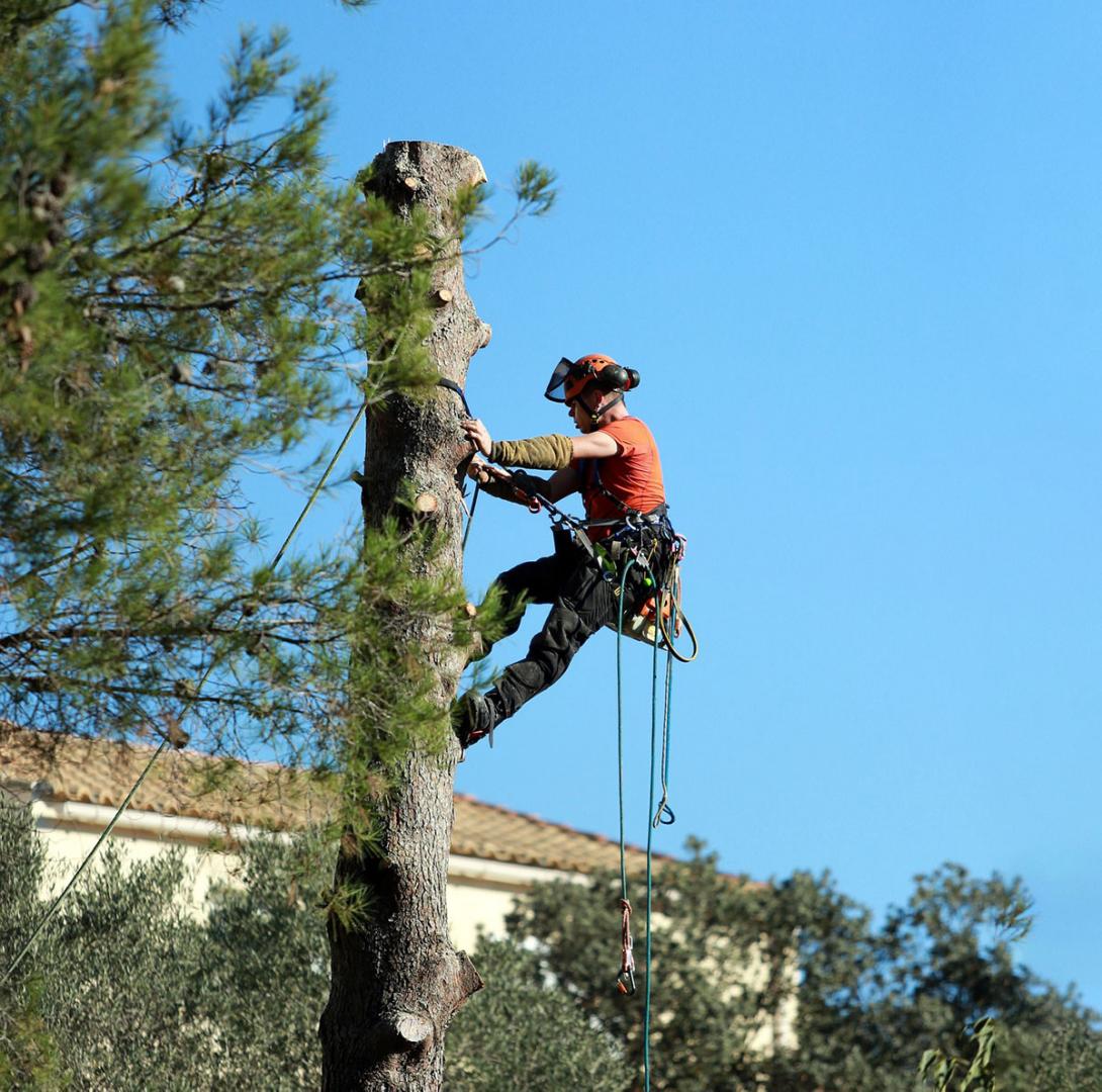 Entretien d'arbres Bergerac