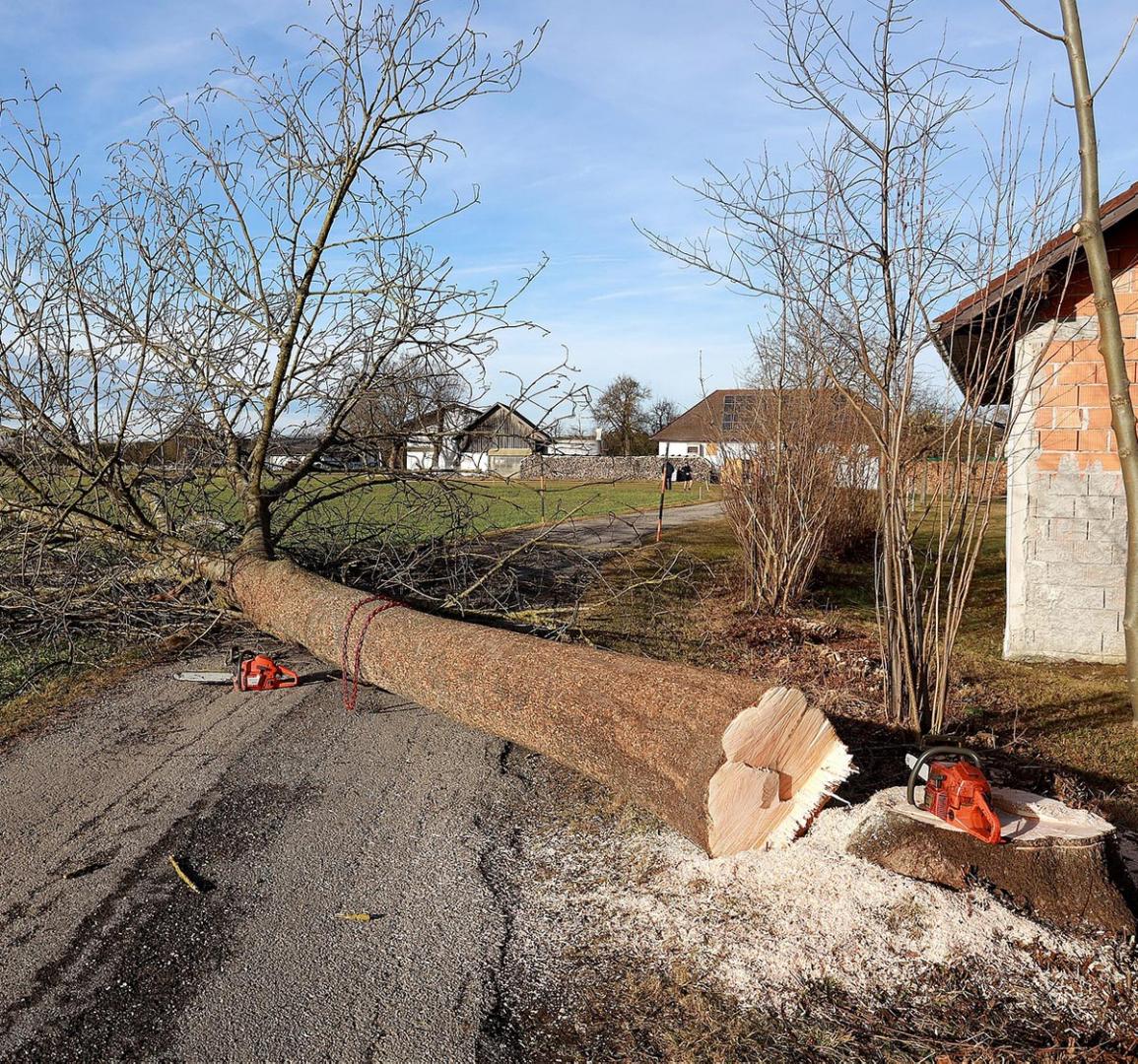 Abattage et élagage d'arbre Bergerac